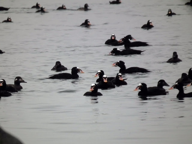 Surf Scoters arriving at Second Beach, Vancouver