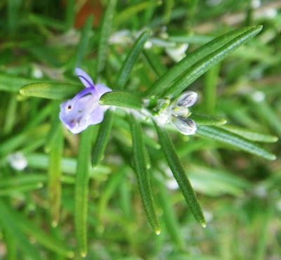 Rosemary, Rosmarinus officinalis flower