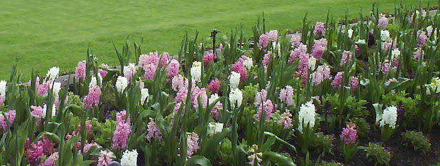 Hyacinth flowerbed in spring