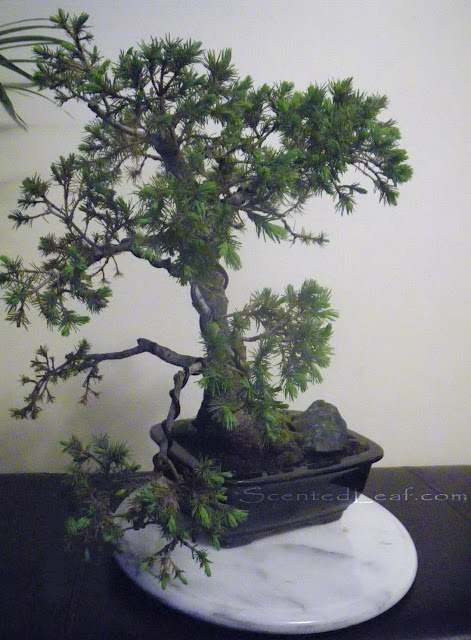 Dwarf Alberta Spruce / Picea Glauca Conica bonsai
