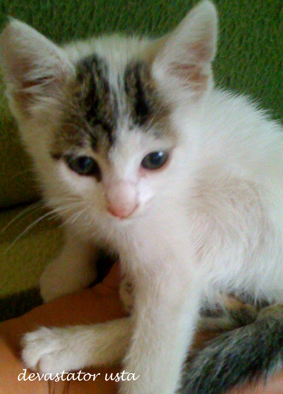 Tatlı Masum Bir Kedi Iki Kopru Arasi Cumleler