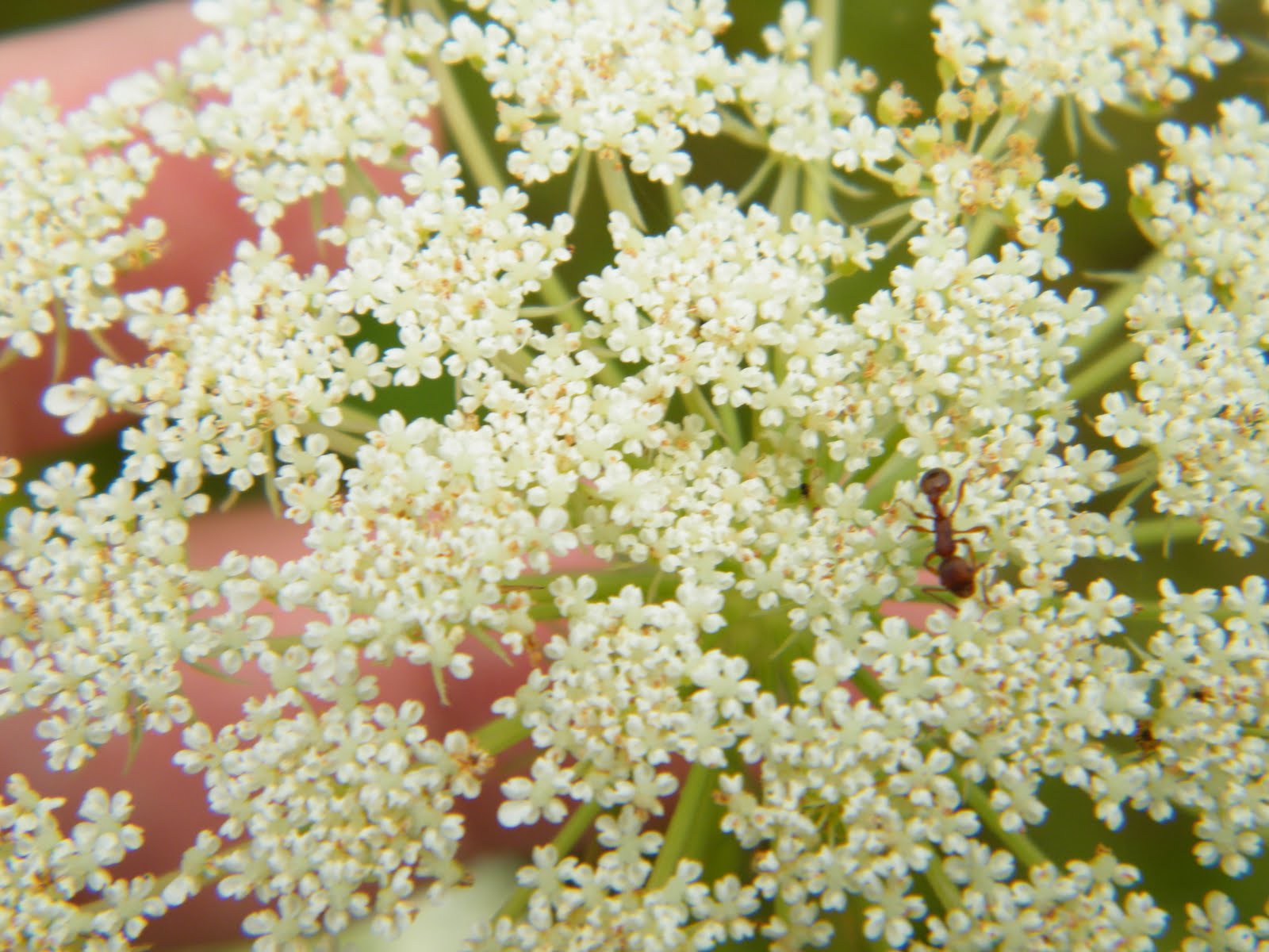 Summer as a Bio Technician Wildflowers of the Midwest, Part Two!!