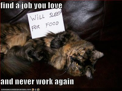 funny cat quotes. sleep quotes funny. cat-funny-