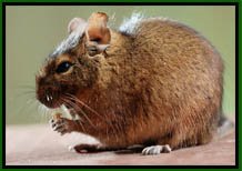 Degu