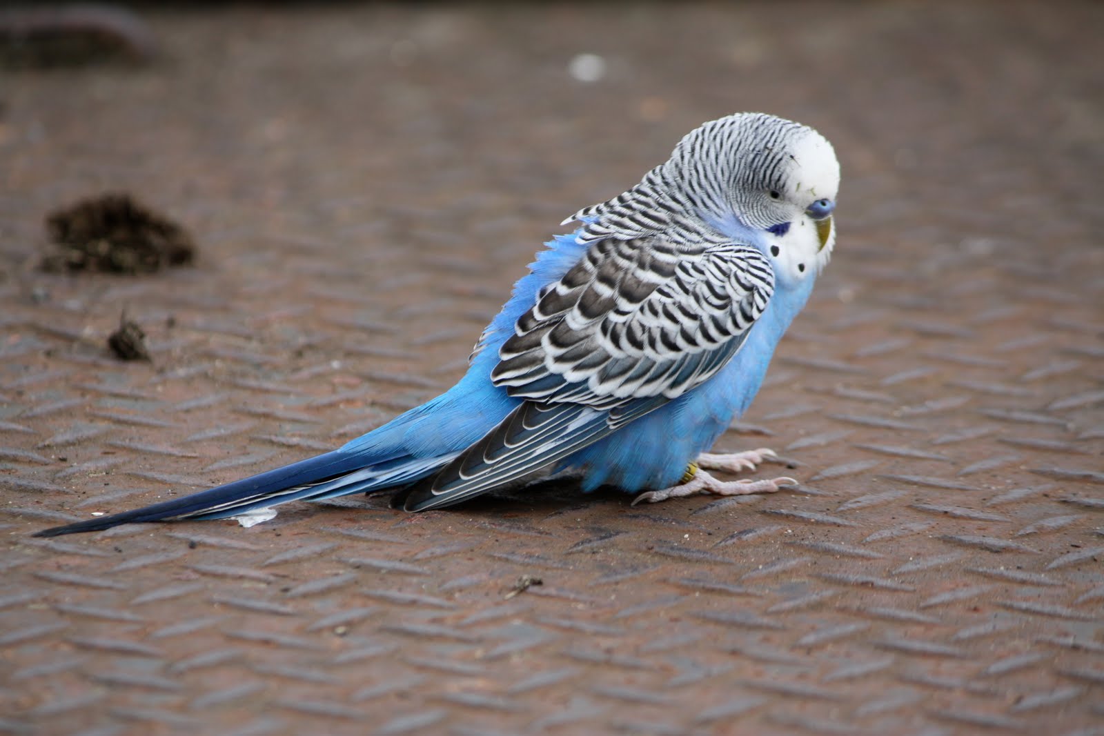Blue Parakeet Pictures