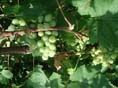 Mirweih grapes from Baskinta, Metn