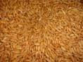 Salamouni wheat from Ham, Biqa`