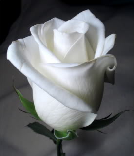 [white+rose.jpg]