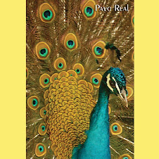 Pavo real azul