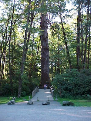 The Sitka Spruce, a species new to science, was described The Sitka Spruce, a species new to science, was described