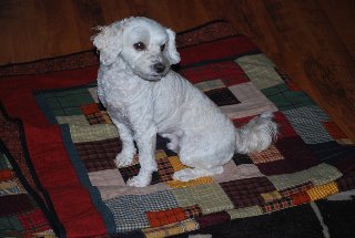 [grand+puppy+5.jpg]