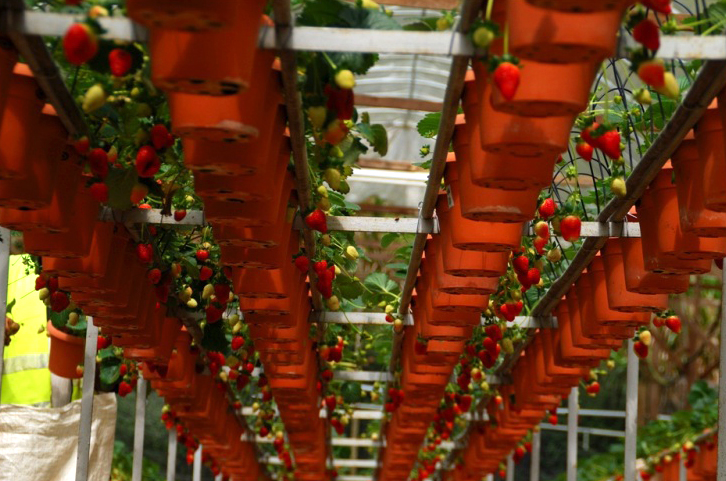 Strawberry Farm
