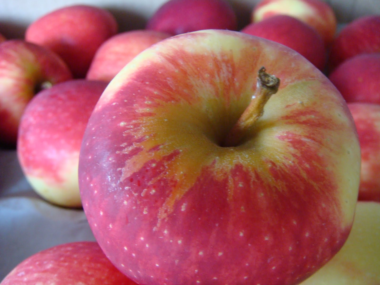 TCG & Sons Fruit Company *HIGHLIGHT* New Zealand Gilmac Apple