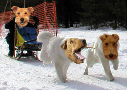 [sled_terriers.jpg]