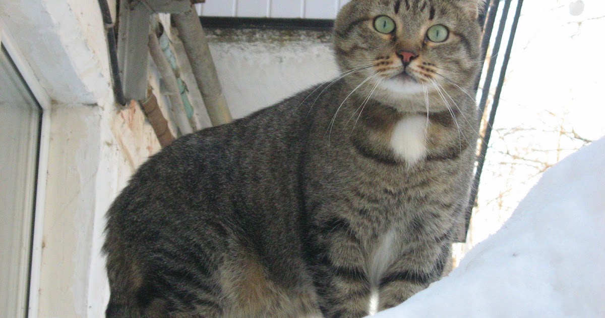 Surprised MultiColoured Masculine Cat — Russian Cats Pictures
