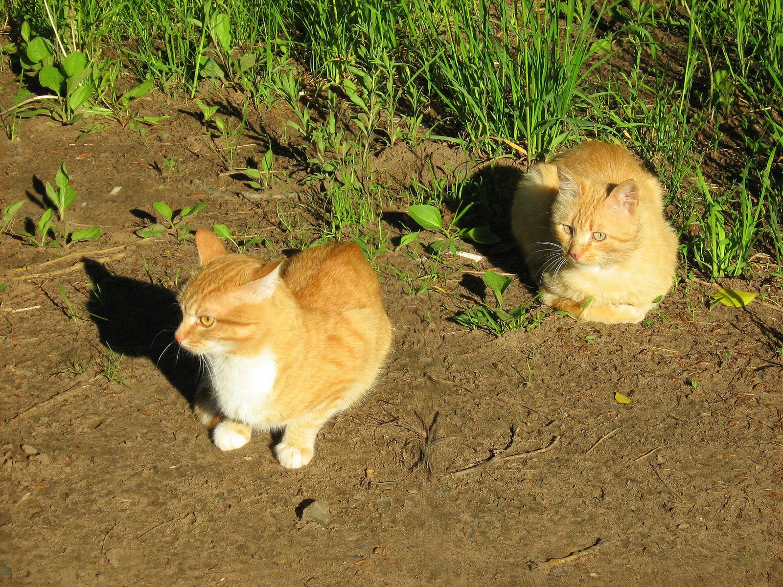 Ginger Twins Cats — Russian Cats Pictures