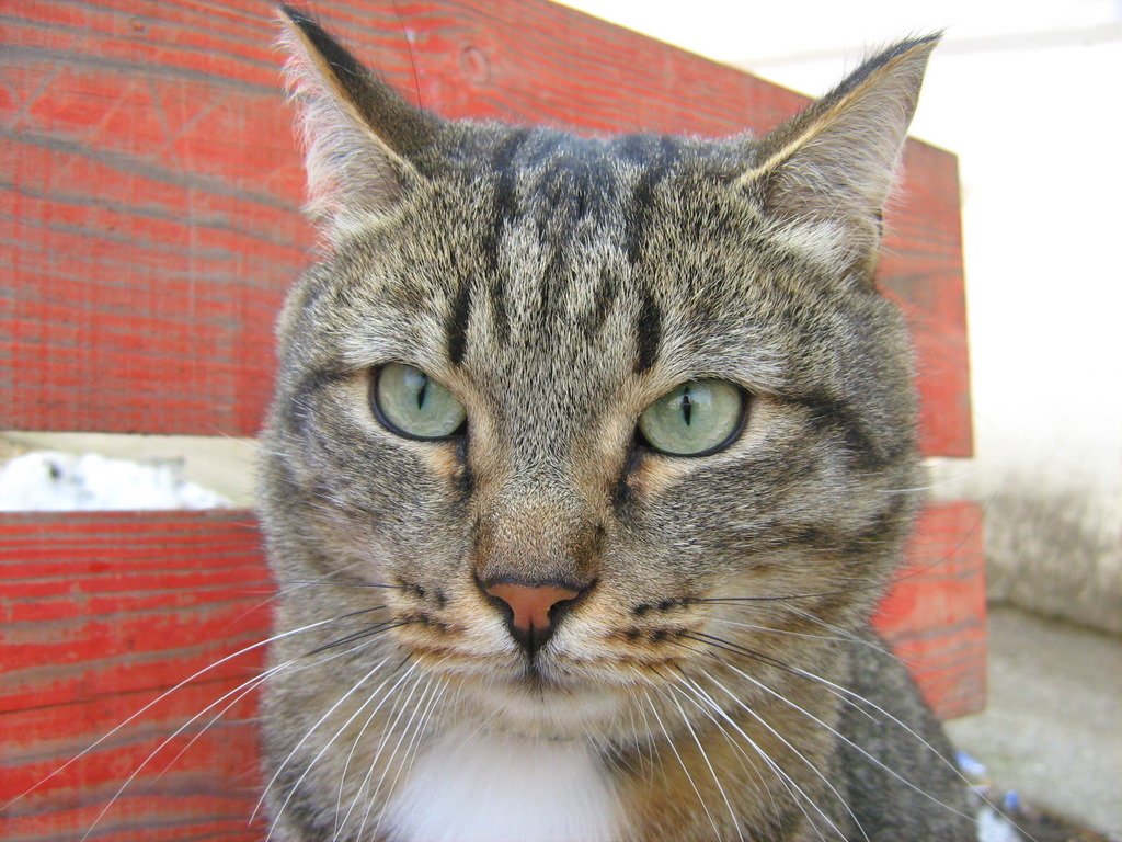 White Collar Tabby Cat Part One — Russian Cats Pictures