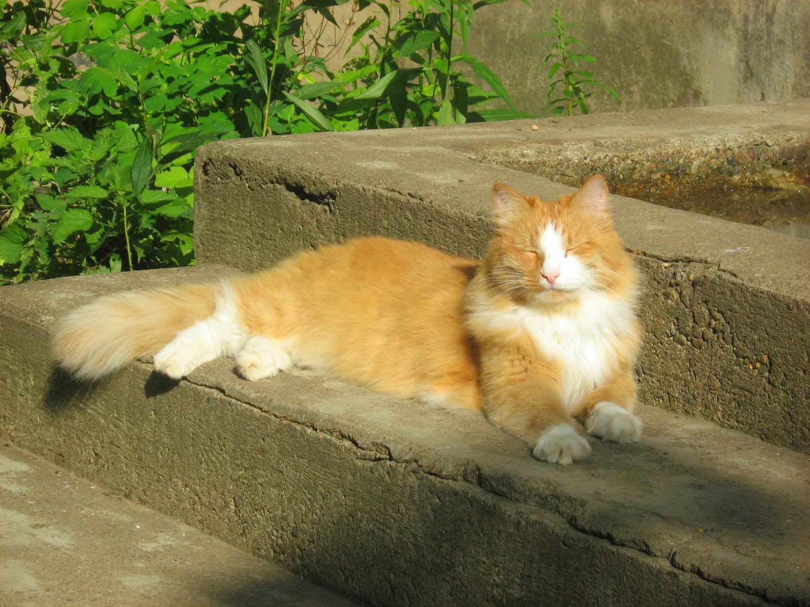 Sunny Ginger Cat — Russian Cats Pictures