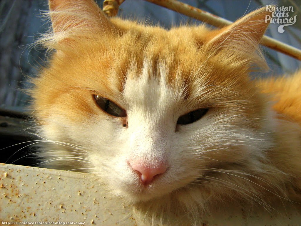 Red Mackerel Tabby with White Lazy Cat — Russian Cats Pictures