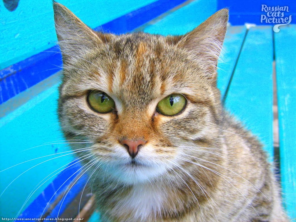 GreenEyed Brown Mackerel Torbie Homeless Kitty — Russian Cats Pictures