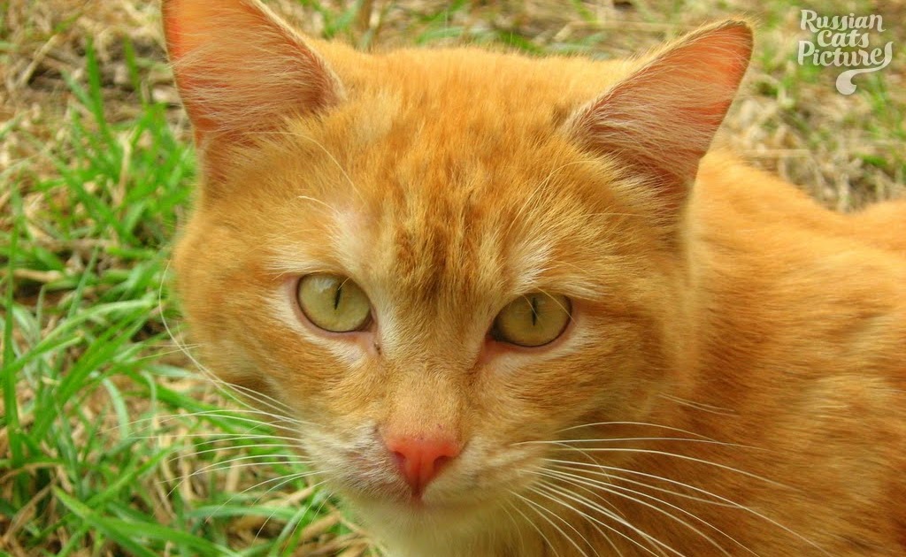 YellowEyed Red Mackerel Tabby Insolent Cat — Russian Cats Pictures