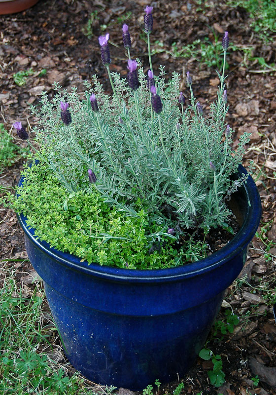Natural Gardening Herbs in containers