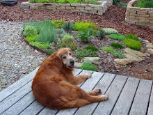 Mocha (2000-2011)