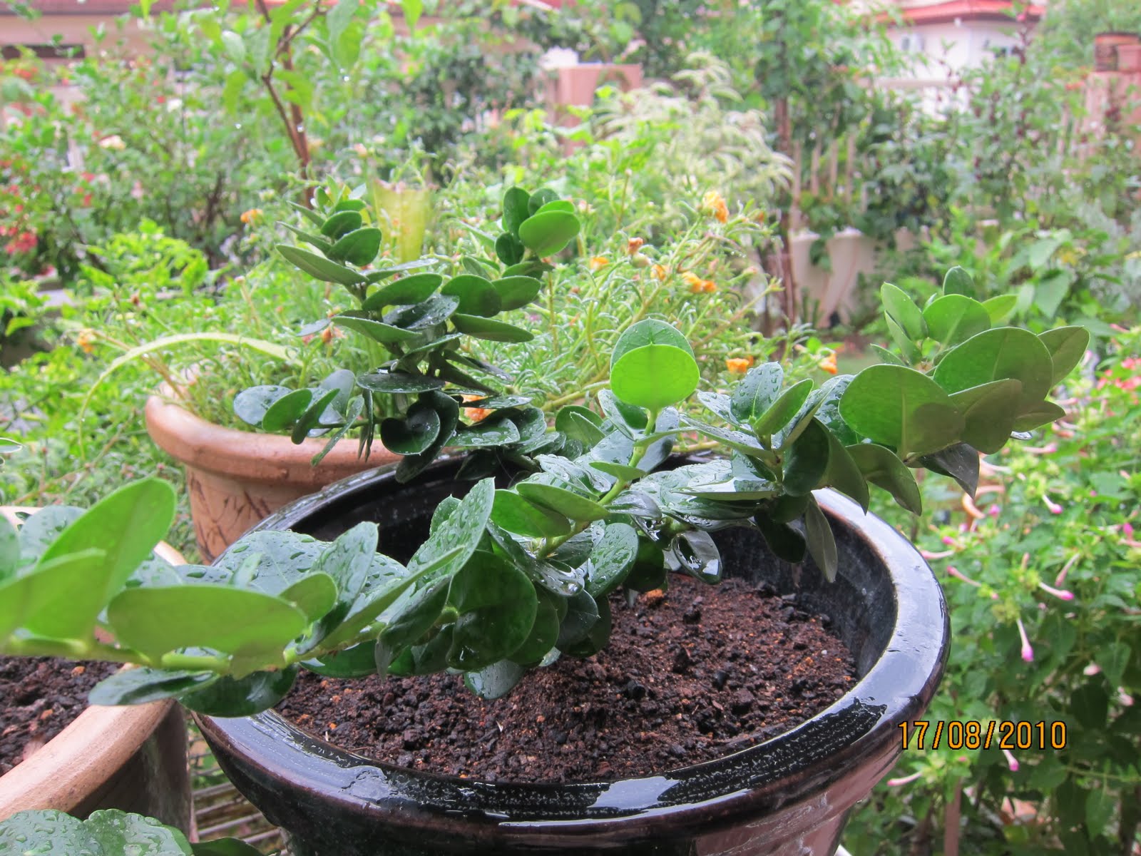 Bonsai Tree 30+ Beautiful Bonsai Jackfruit Tree Photos
