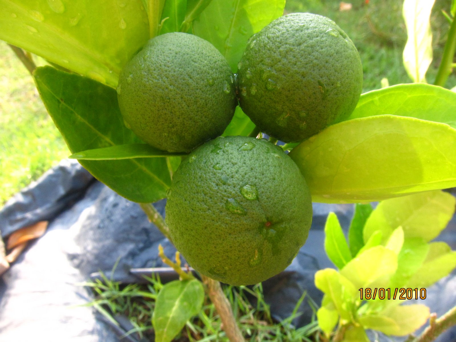 Shades of Grey Cultivating Citrus Fruits