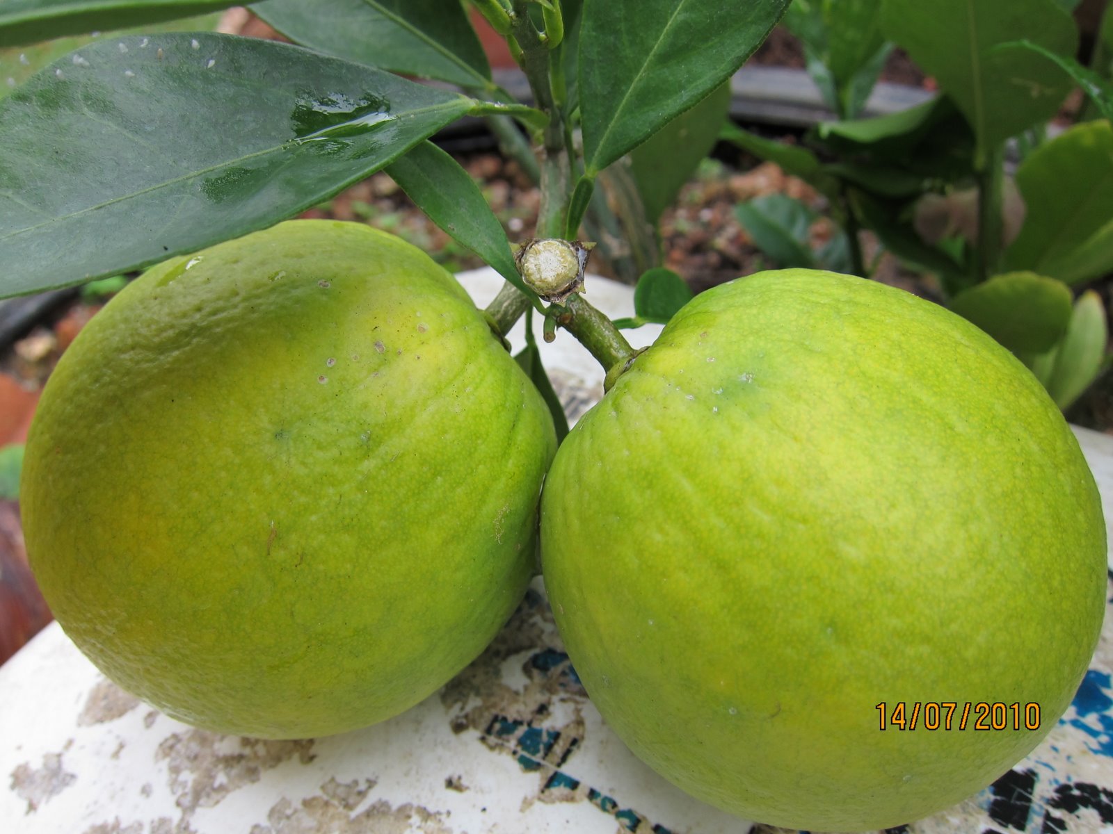 Shades of Grey Cultivating Citrus Fruits