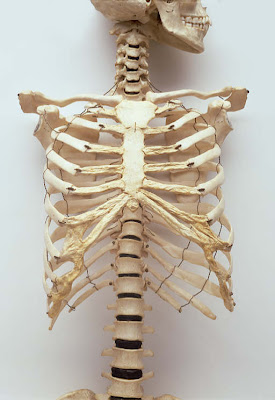 Are You Smarter Than Matt?: ANSWER: Anatomy