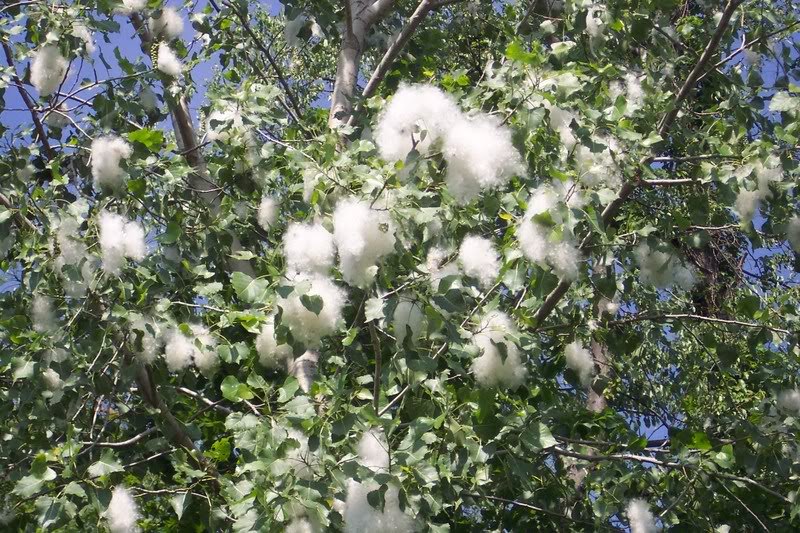 Life in Oklahoma Oklahoma Cottonwood Trees