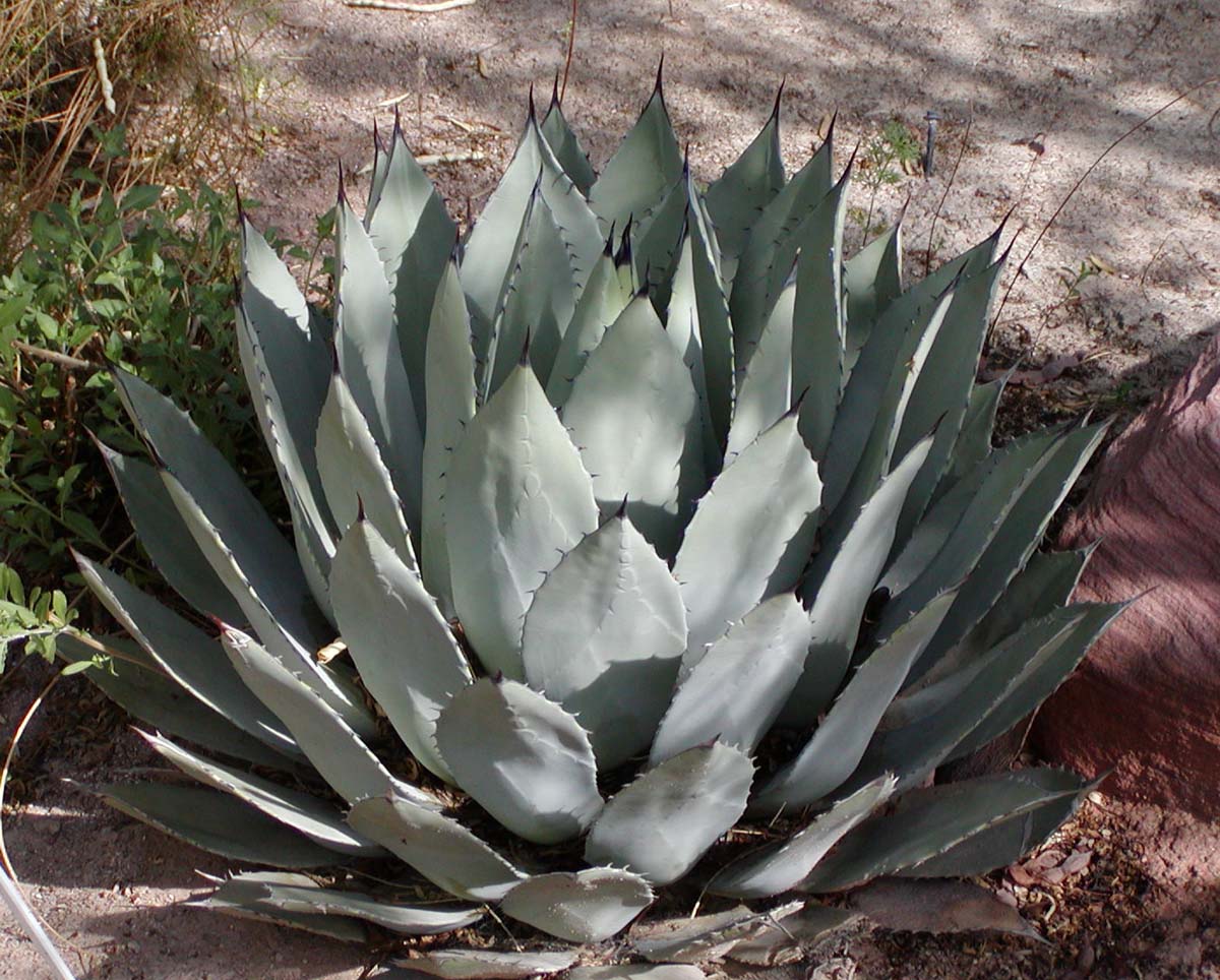 Vivacita Agave 'Honey Water'