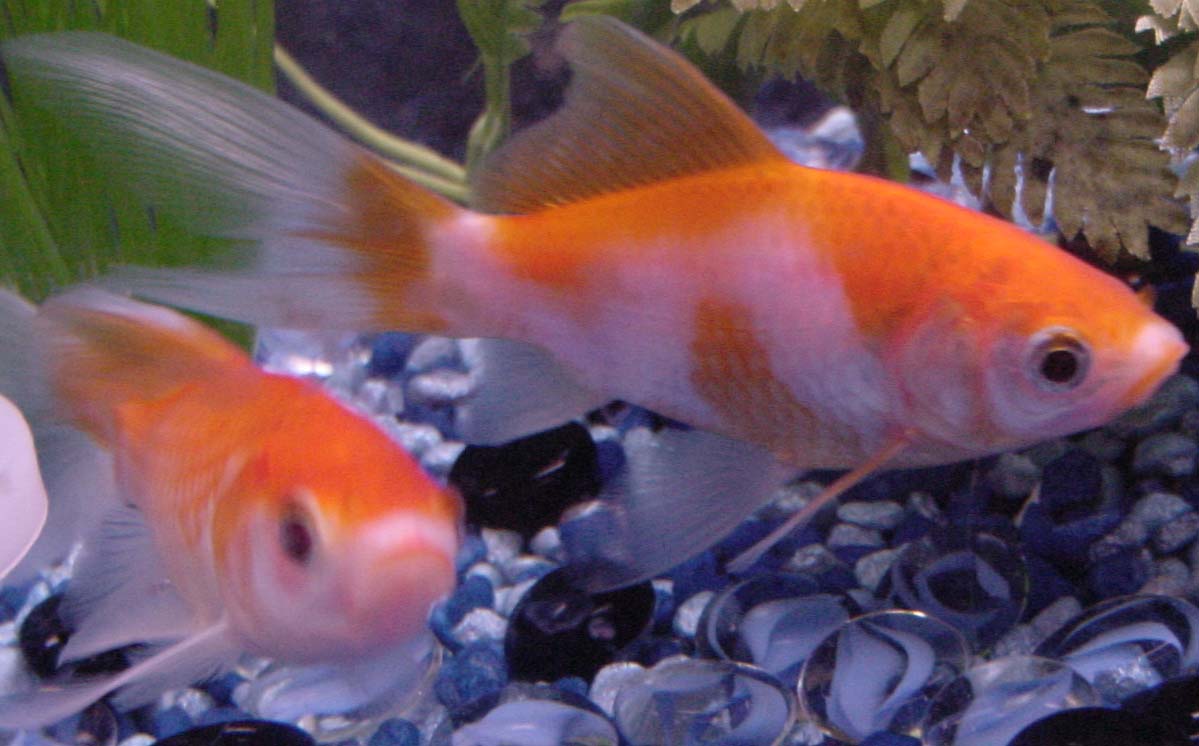 Big Goldfish