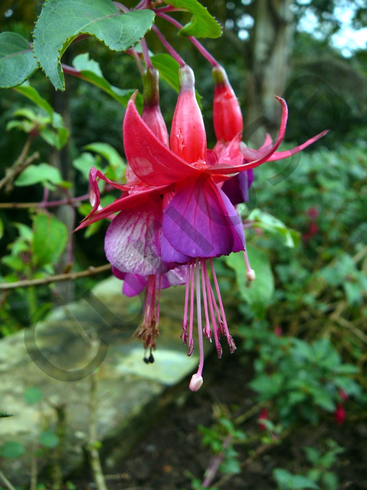 noviembre 2009 | De Gusto y Disgusto