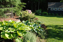 The Hosta Walk