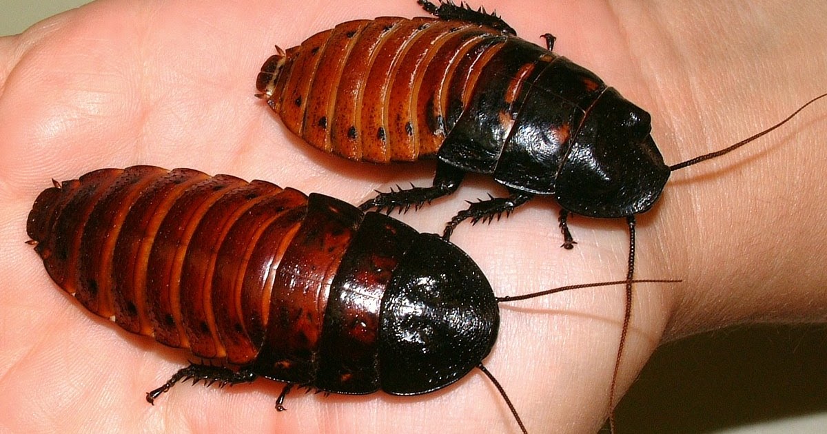 Pet Stores Guide Pet Roaches