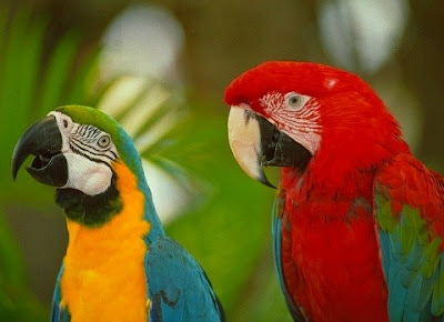 Macaw+parrot