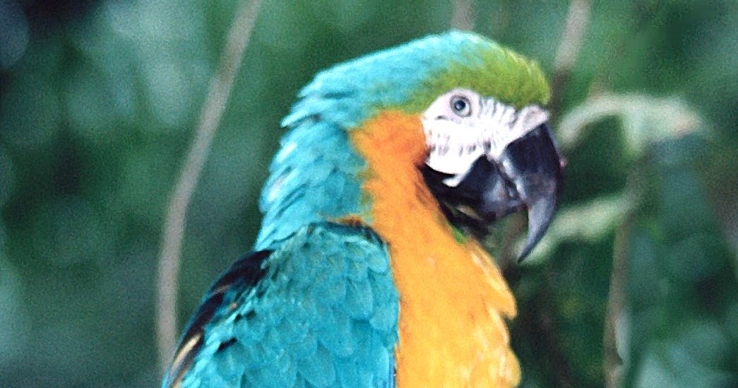 Pet Stores Guide Blue Parrots