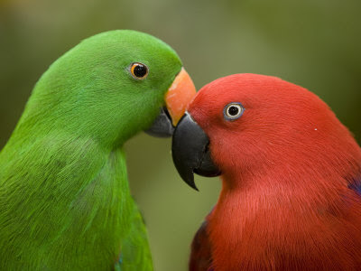 Red Eclectus Parrot