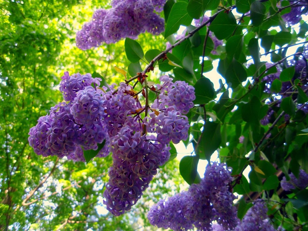 Avalon's gardens - Page 20 Lilac+bush