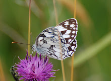 marbled white