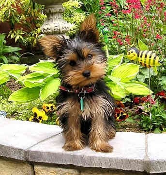 yorkshire-terrier-0127.jpg