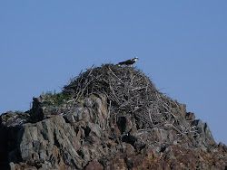 Pulpit Harbor, Osprey Nest 2009