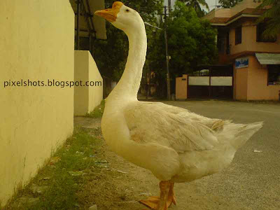 white-goose,kerala-pet-bird-photos,goose-wandering-in-street,goose-pets-ernakulam-cochin