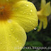 Rain wet yellow flower petals, Yellow Alamanda flowers, Kerala