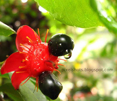 mickey-mouse-flowers,black-seeded-bright-red-flowers-named-mickey-mouse,kerala-flower-photos,closeup-photo-red-flower,Ochna integerrima,vietnamese-flowers