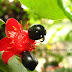 Mickey Mouse Flowers, Red Flower with Black seeds, Kerala Flower Photos