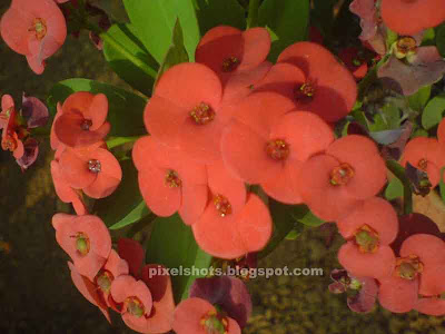 euphorbia milli red,red flower bunches,euphorbia flowers,euphorbia milli red flowers,milii flowers,spiky garden plants,ornamental plants with thorns,garden plants,kerala flowers,potted garden plant flowers