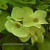 Pista green milii flowers, Euphorbia millii plant hybrid names with flower specs